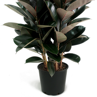 Ficus Burgundy Bush