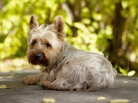 Yorkshire terrierhund som ligger ner