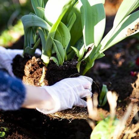 plantering i trädgården