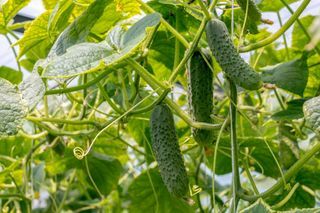 gurkor som växer i växthusblommorna och gurka för gurkaäggstockar, pickles på nära håll