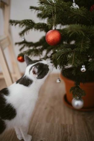 katt vid julgran hemma