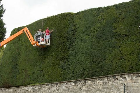 Den högsta barländska häcken i England får sin årliga trim av män i en körsbärsplockare. Bathurst Estate i Cotswolds