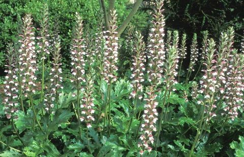 tropiska-växter-Acanthus-mollis