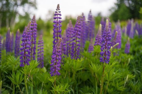 sockerkulle, New Hampshire, blommor