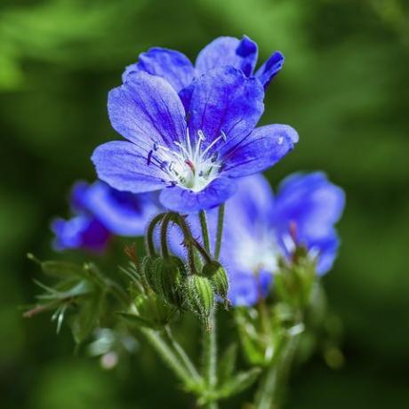 en närbild av en tålig, blå pelargonmajblomma som växer i en skuggig del av trädgården