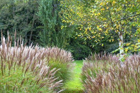 miscanthus allmänt känd som elefantgräs eller silvergräs och ett björkträd i en engelsk trädgård