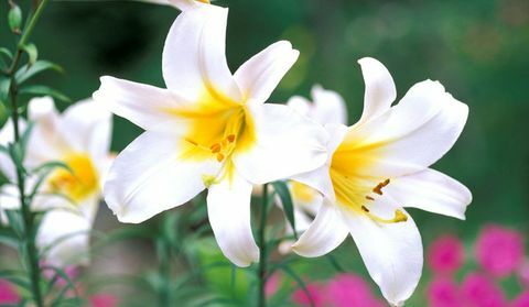 blomsterlökar-lilium-Regale