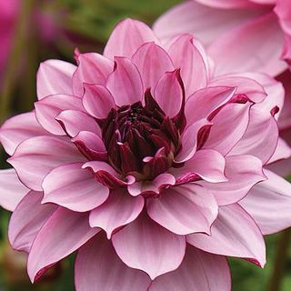 Dahlia 'Creme de Cassis'