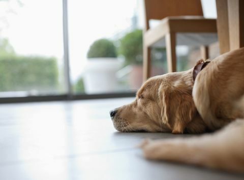 Hund som lägger på golvet i vardagsrummet