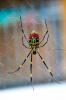 Vad är Joro spindlar? Forskare förväntar sig att de kommer att invadera östkusten under de kommande åren
