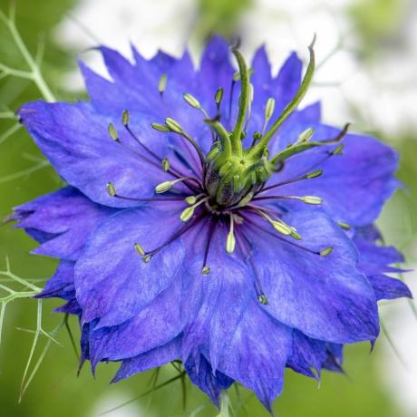 växande snittblommor nigella