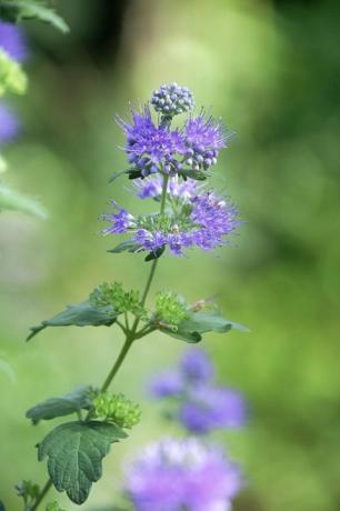 Blomma, blommande växt, växt, blå, lila, lavendel, lila, violett, botanik, subshrub, 