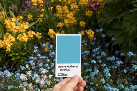 Twinings Infusions Natural Optimism i samband med Pantone 