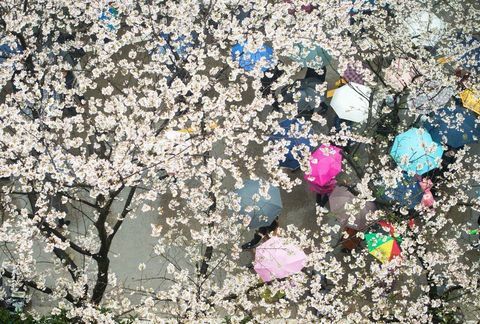 Körsbär blommar på Wuhan universitet i Kinas centrala Hubei-provins.