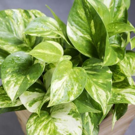 pothos epipremnum aureum bästa fuktighetsälskande växter för ditt badrum