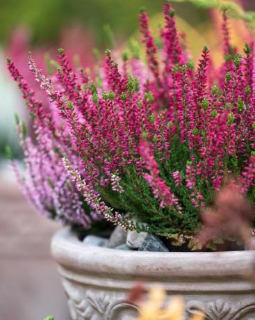 vanlig ljung, calluna vulgaris, i blomkruka, höst i trädgården, selektivt fokus och grunt dof