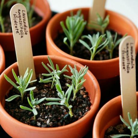 f4t3gp förökning av lavendel lavandula angustifolia hidcote bricka med beredda sticklingar