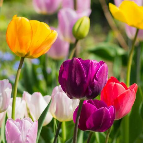 växande snittblommor tulpaner