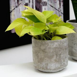 " Golden Pothos"