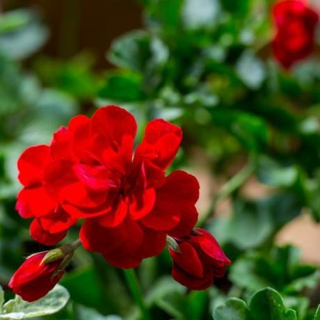 pelargonium växt med mörkröda blommor, naturlig antiseptisk växt som rengör luften närbild pelargonium peltatum sticklingar känd som kaskad pelargon, selektivt fokus