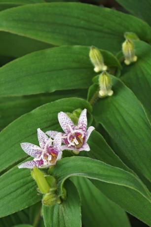 padda lilja tricyrtis hirta även känd som hårig padda lilja ett annat vetenskapligt namn är tricyrtis japonica