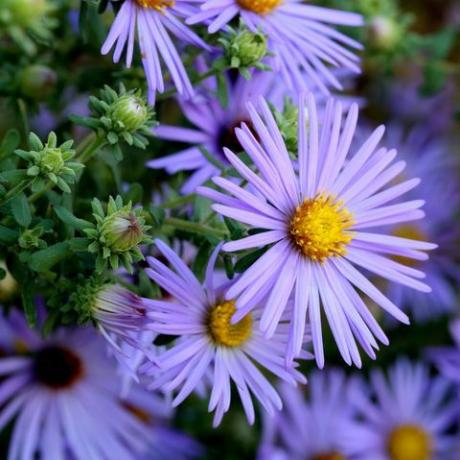 trädgårdstrender 2022, en närbild av asterblommor av den härdiga blå sorten som visar deras lavendelblad och gula mittpunkter tillsammans med några knoppar på gröna stjälkar