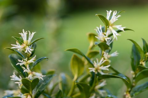 kantväxter, närbild av blommor på en buske av söt ask sarcococca confusa