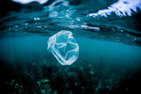 Plastpåse som svävar över revet i havet, Costa Rica