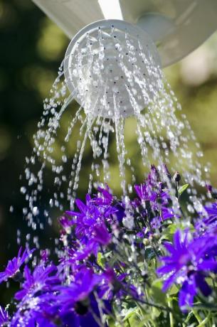 vattna senetti blommor med sprinkler ros, norfolk, england