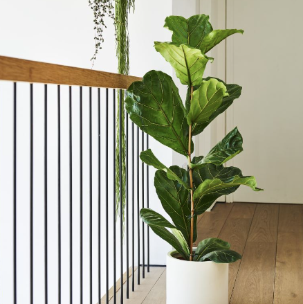 Fiddle Leaf Fig