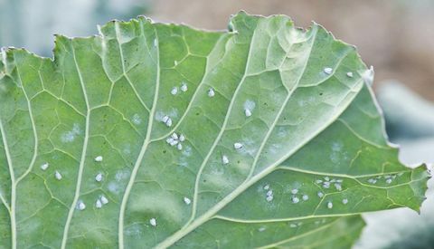 skadedjur-och-sjukdomar-whitefly