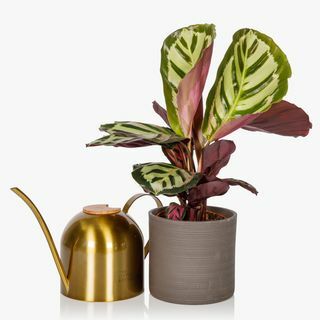 Vattenkanna & Calathea