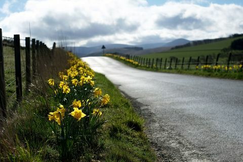 Påsklilja (narcissus) blommar på en lantlig vägkanten