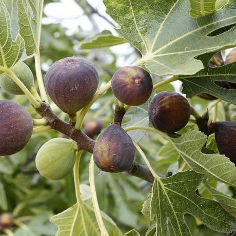 Fig 'Iskristall'