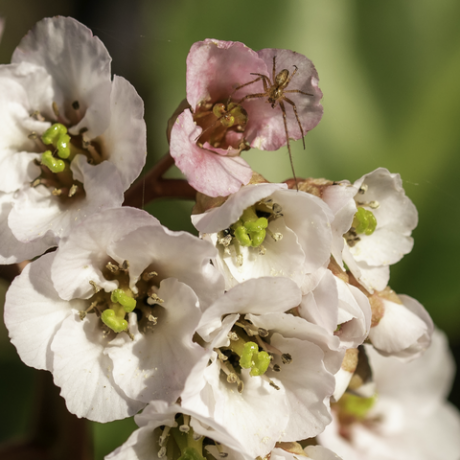 närbild av rosa bergenia med en spindel