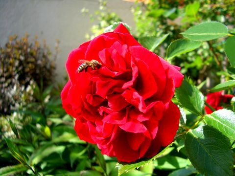 Ett bi nära en röd rosblomma