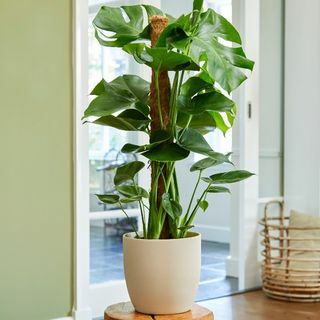 80cm Monstera Deliciosa på mossstång | schweizisk ostplanta | 19cm Kruka | Av Plant Theory