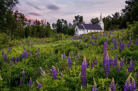 sockerkulle, New Hampshire, blommafält