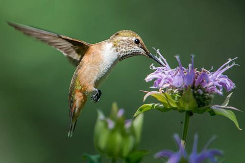 en kvinnlig bred svansad kolibri som matar på några monardablommor