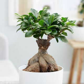 Ficus microcarpa 'Ginseng'