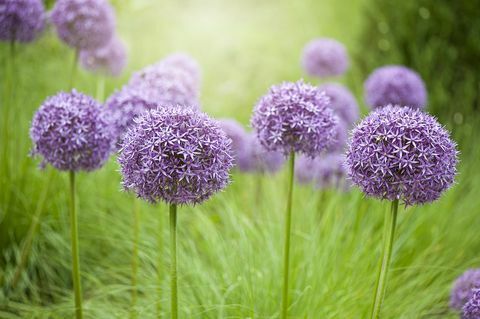 Närbildbild av den blomsterlösa bulbous fleråriga lila Alliumblommorna i sommar i disigt solsken