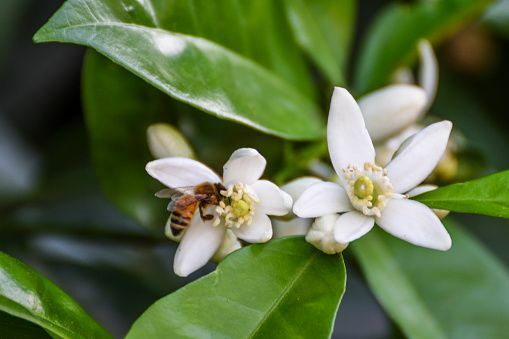 närbild av biet som besöker meyer citronblommor