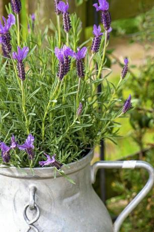 närbild av vackra, doftande lavendelblommor planterade i en fransk mjölkklump av aluminium