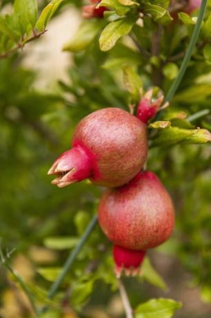 granatäpple