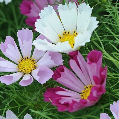 Cosmos bipinnatus 'Snäckskal'