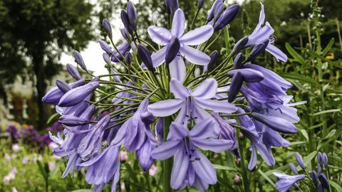 Närbild av lila Agapanthus som utomhus blommar