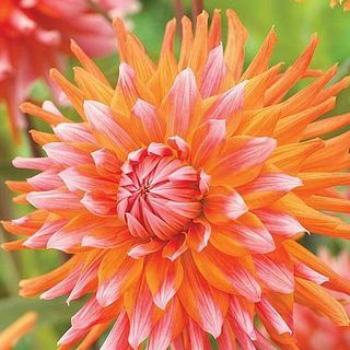 Dahlia 'Orange Turmoil'