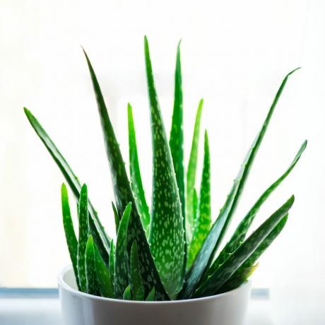 aloe vera växt i vit blomkruka