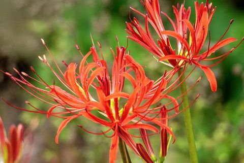 kantväxt, närbild av vackra, livfulla röda neriner som blommar en solig dag i en lantlig trädgård på sommaren, även känd som juvellilja, neriner gör en slående visning i sensommarträdgården