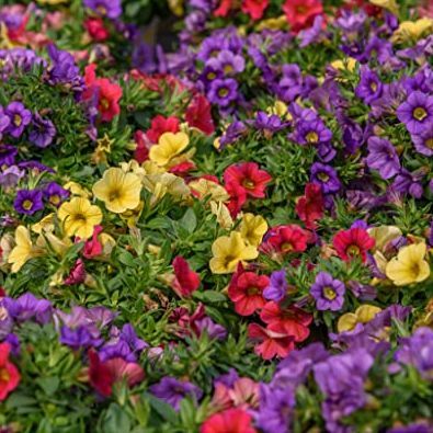 10 Mixed Calibrachoa Starter Plants